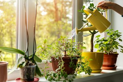 MDZol | La luz del sol será la mejor amiga de tus plantas. Foto: Fuente: Freepik