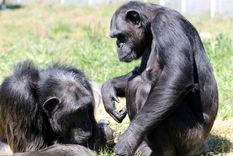 Los simios, nuestros parientes, siguen aportando semejanzas. Foto: Efe.