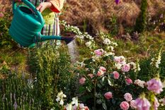 Se puede tener un rosal de sueños. Foto: Fuente: Shutterstock