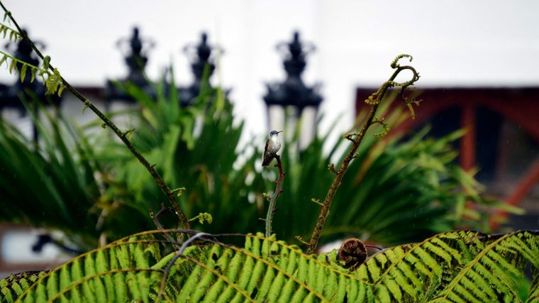 . Jardín sustentable que combina estructura contemporánea y naturaleza orgánica.Créditos: Pexels.