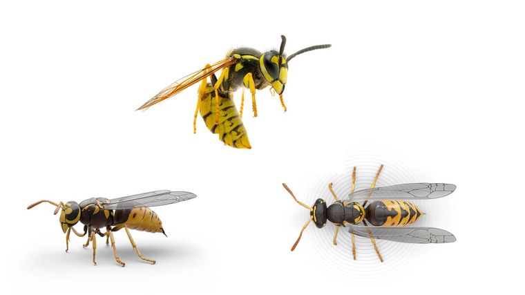 Avispa amarilla. Foto: raid.com