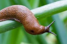 Babosas El secreto detrás de un insecto poco querido. Foto: Fuente: Imagen - Animales itonids