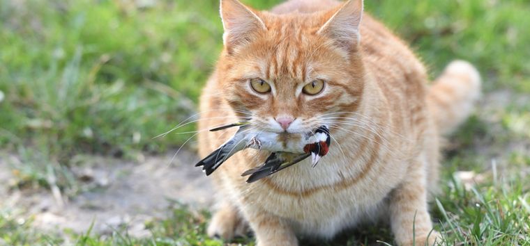 Ratones, pájaros o insectos: lo que para vos es una sorpresa, para tu gato es una señal de confianza y territorio. Foto: Shutterstock