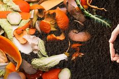 Este abono casero es vital para fortalecer cualquier tipo de planta del jardín Foto: SHUTTERSTOCK