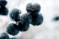 Foto: Pixabay - pixabay.com