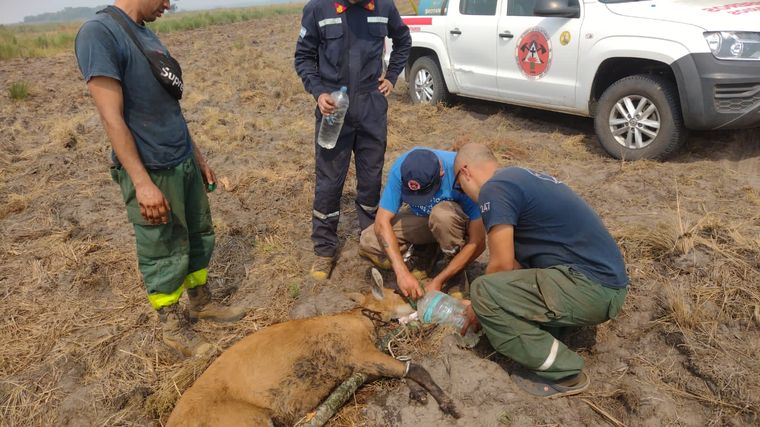 Ciervo afectado por los incendios en Corrientes Foto: Luís Martínez (@AMBLUISM)