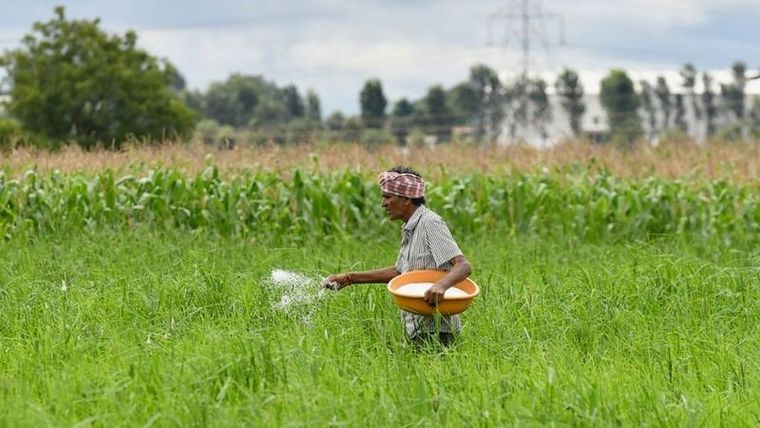 Agricultor indio fertilizando su campo con urea. Foto: GETTY IMAGES