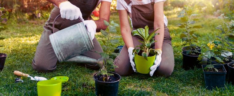 El árbol perfecto para un jardín en la ciudad. Foto: shutterstock