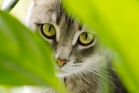Los gatos, animales y mascotas adorables, compañeros y muy interesantes. Descubrí algunos de sus secretos en esta nota. Foto: Shutterstock