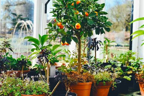 Frutales para otoño. Frutales para otoño.