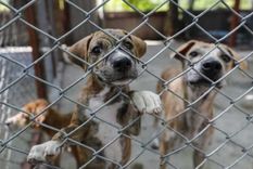 La Legislatura dio media sanción a la ley que endurece las penas contra el maltrato animal.