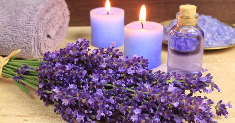¡Incorporá estas plantas aromáticas y disfrutá de un hogar lleno de vida y aroma! Foto: Archivo