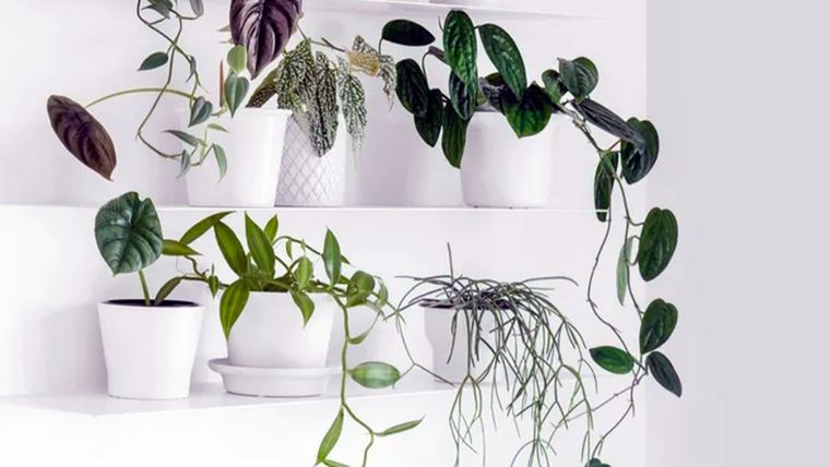 Podar las raíces de las plantas de interior en maceta puede mejorar la planta si tiene sus raíces dañadas. Foto: See D Jan  / homesandgardens.com