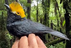 La primera fotografía del Prionops alberti fue tomada durante una expedición reciente dirigida por científicos de la Universidad de Texas en El Paso. Foto: Dpa.