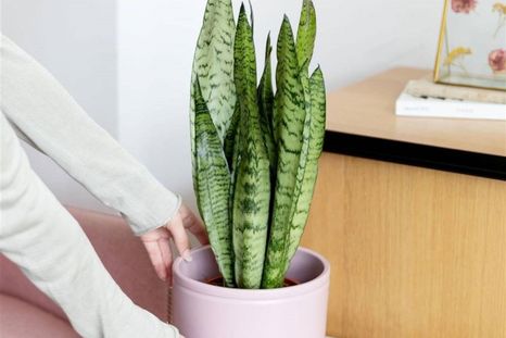 Lengua de suegra, una planta ideal para ambientes poco luminosos. Foto: Shutterstock Lengua de suegra, una planta ideal para ambientes poco luminosos. Foto: Shutterstock