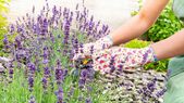 Lavanda, la aromática perfecta. Foto: Shutterstock Lavanda, la aromática perfecta. Foto: Shutterstock