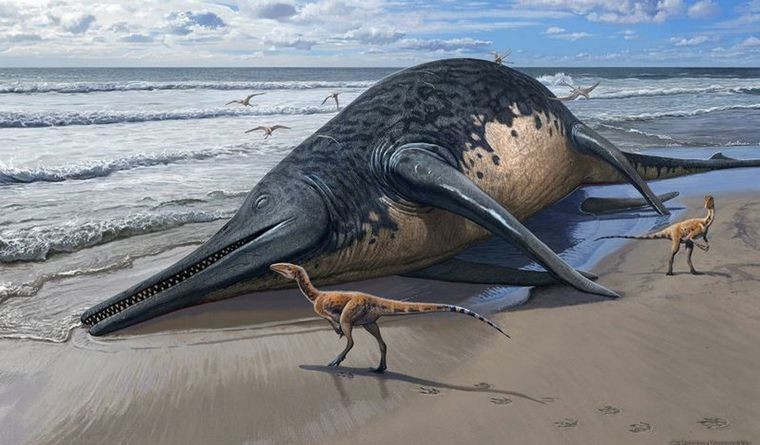 Una especie de ictiosaurio recien descrita en la revista PLOS ONE es probablemente la especie de reptil marino más grande jamás descrita. Foto: Dpa.