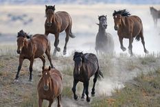 Los caballos “cimarrones” se multiplicaron de manera asombrosa. Foto: Gentileza