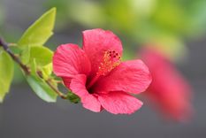 HIBISCO Esta bella planta es oriunda de África tropical Foto: SHUTTERSTOCK