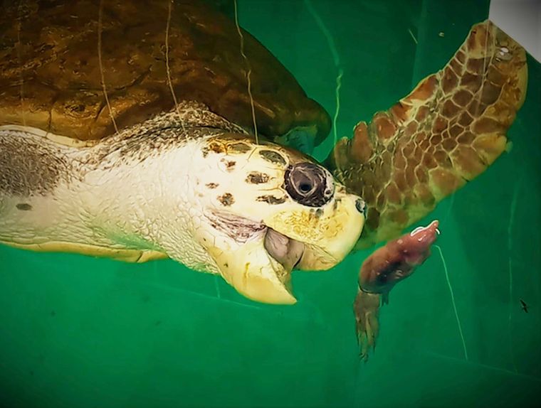 El tortugo Jorge aprendiendo a alimentarse en Aquiarium de Mar del Plata. Foto: Ciudad de Mendoza