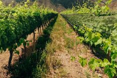 Vides orgánicas en Mendoza Foto: Agro Sustentable