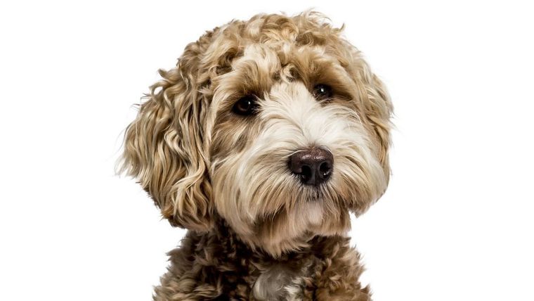 La raza de perro ideal para personas alérgicas Foto: Archivo