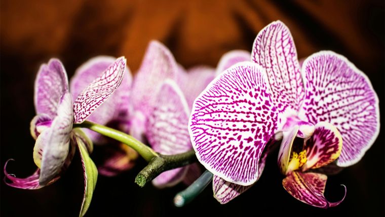 Un tip de jardinería puede salvar a tu orquídea.