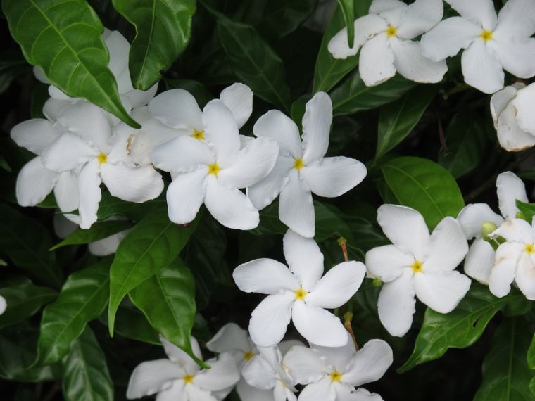 Jazmín, una planta ideal para atraer la fortuna.&nbsp;