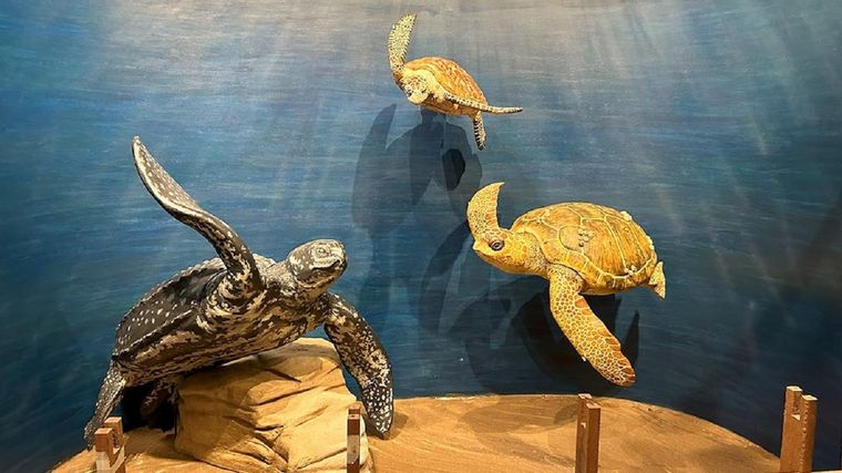 El Conicet presentó el nuevo espacio “Joselito y las tortugas marinas”, un recorrido sensorial con foco en biodiversidad y educación.