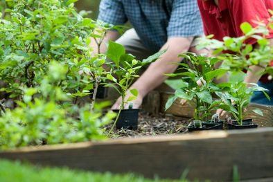 MDZol | El especialista en plantas de MDZ Radio brindó una serie de recomendaciones para preparar tu huerta en invierno. Foto: freepik
