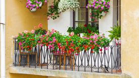 Cómo lograr un jardín en el balcón. Foto: Shutterstock Cómo lograr un jardín en el balcón. Foto: Shutterstock