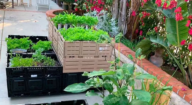 Las huertas decorativas mezclan verduras, flores y hierbas aromáticas en jardines modernos y sustentables.