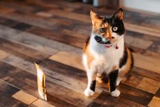 El baño suele despertar la curiosidad de los gatos por sus olores, objetos y superficies.