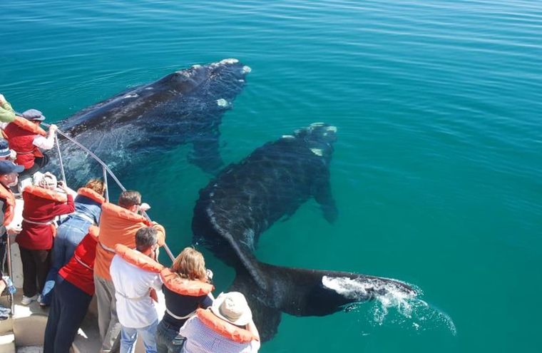 La ballena franca austral está en riesgo a causa del calentamiento global