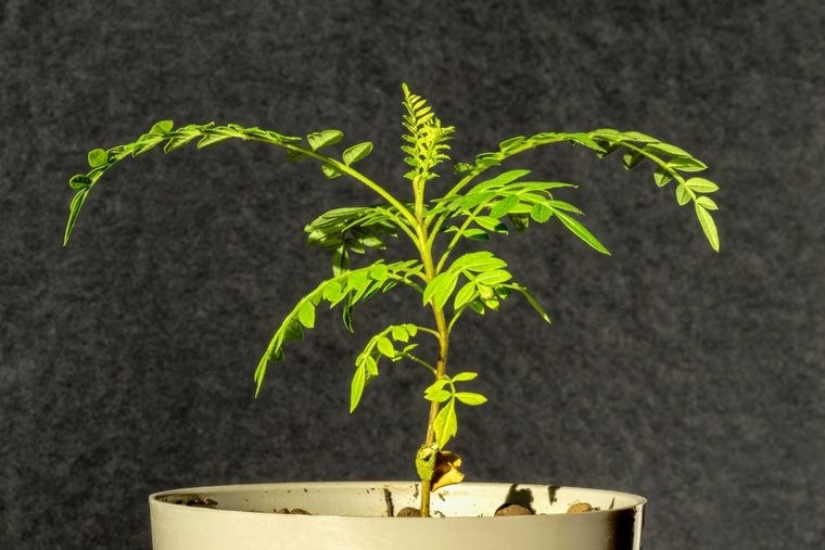 Cómo tener un árbol pequeño en casa. Foto: Shutterstock