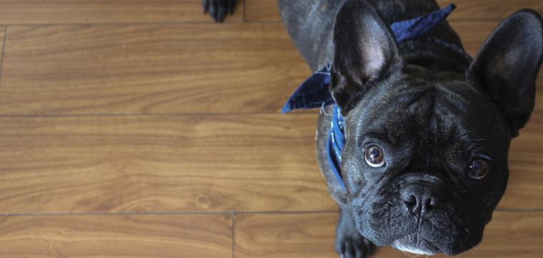 El espacio no debe ser un impedimento para que adoptes una mascota Foto: Shutterstock