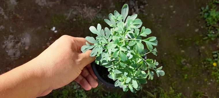 Las hojas de ruda se hierven para aromatizar ambientes y realizar limpiezas simbólicas del hogar. Foto: Shutterstck