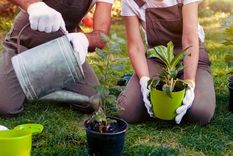 El árbol perfecto para un jardín en la ciudad. Foto: shutterstock