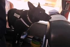 Tyson, el perro antinarcóticos Foto: Foto: NA