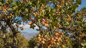 Un árbol con muy buenos frutos. Fuente: IA Gemini. Un árbol con muy buenos frutos. Fuente: IA Gemini.