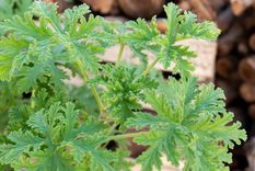Con esta planta dile adiós a los mosquitos que invaden el hogar Foto: Shutterstock