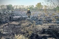 El pastizal incendiado por un loro, luego del trabajo de los bomberos Foto: X