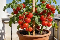 Tomate cherry. Tomate cherry.