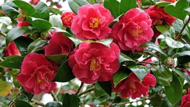 Para quienes disfrutan de multiplicar sus plantas y ver crecer su jardín con recursos simples, este método puede ser un buen punto de partida Foto: Shutterstock