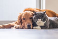 dia del animal: ¿de que hablamos cuando hablamos de antiespecismo?