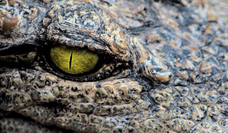 cocodrilo Los salvajes cocodrilos son habituales en Florida. Foto: Bbc.