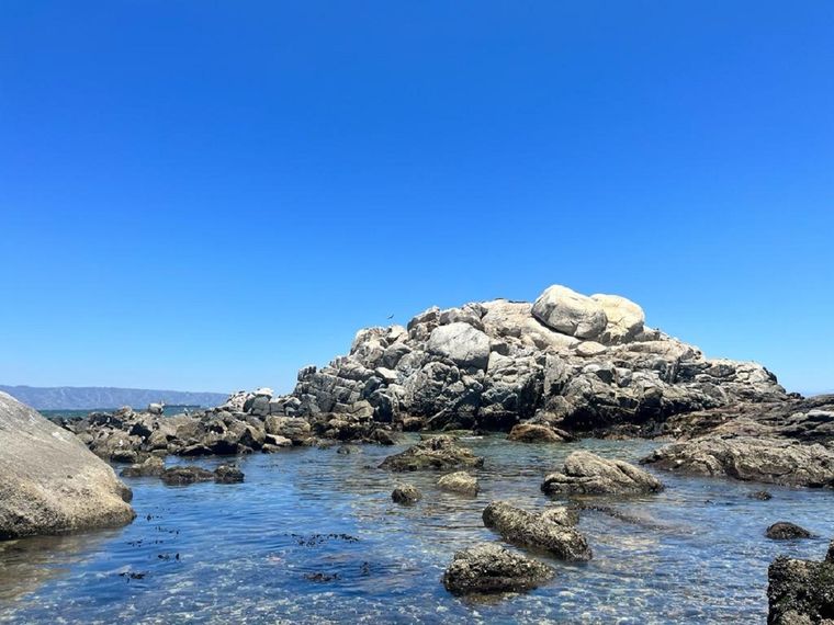 Desde la arena se pueden observar y escuchar los lobos marinos Foto: Andrea Ginestar/MDZ