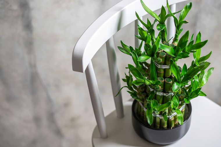 Plantas de la abundancia. Foto: Shutterstock