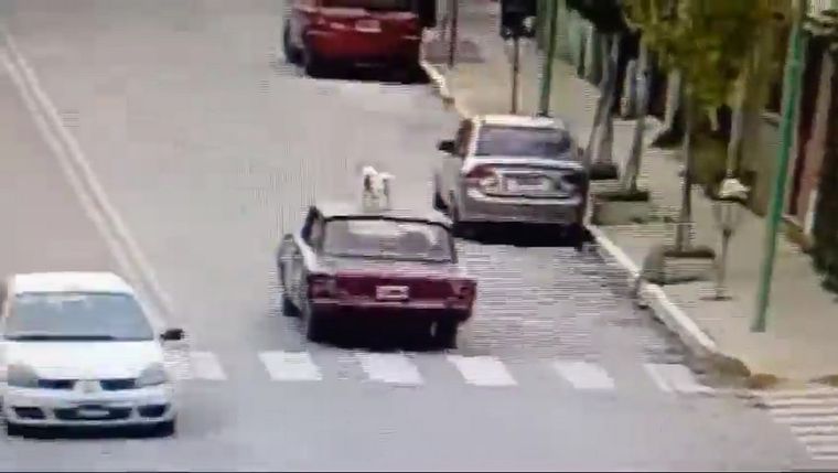 Un conductor llevó a un perro en el techo de su auto cuando circulaba por una avenida en La Plata Foto: Captura de pantalla