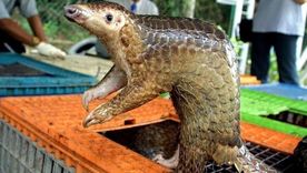 Los pangolines son los mamíferos que con mayor frecuencia se trafican ilegalmente, usados como alimento y medicina tradicional.